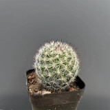 Buy Mammillaria albicans | Compact Cactus, Rare, Small, Low-Maintenance Cactus for Indoor Spaces