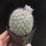 Buy Mammillaria albicans | Compact Cactus, Rare, Small, Low-Maintenance Cactus for Indoor Spaces