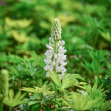 White Lupin Seeds - Easy-to-Grow Annual with Long Blooming Period for Landscaping and Containers