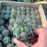 Gymnocalycium saglionis - Curved Spines, Summer Flowers & Beginner-Friendly Succulent