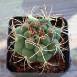 Gymnocalycium saglionis - Curved Spines, Summer Flowers & Beginner-Friendly Succulent