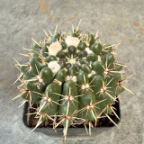Parodia submammulosus Cactus for Sale | Tom Thumb Cactus, Low-Maintenance Indoor & Outdoor Desk Plant