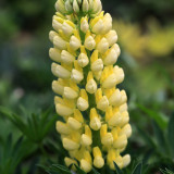 Yellow Lupin Seeds - Tall Yellow Flower Spikes, Easy-to-Grow Garden Plant