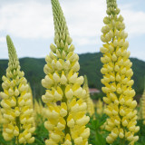 Yellow Lupin Seeds - Tall Yellow Flower Spikes, Easy-to-Grow Garden Plant