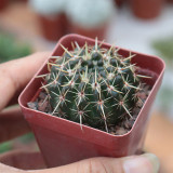 Parodia submammulosus Cactus for Sale | Tom Thumb Cactus, Low-Maintenance Indoor & Outdoor Desk Plant