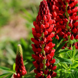 Red Lupin Seeds - Easy to Grow, Bright Red Flowers, Long Blooming Period, Ideal for Cut Flowers
