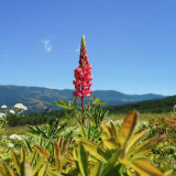 Red Lupin Seeds - Easy to Grow, Bright Red Flowers, Long Blooming Period, Ideal for Cut Flowers