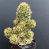 Mammillaria gracilis for Sale – Thimble Cactus, Low Maintenance & Beginner-Friendly Clumping Succulent