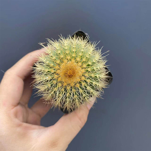 Parodia schumanniana for Sale | Golden Ball Cactus, Compact Globe Shape with Soft Golden Spines