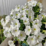 White Hybrid Petunia Seeds - Compact, Long Blooming, Versatile Cut Flower for Garden Decoration