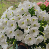 White Hybrid Petunia Seeds - Compact, Long Blooming, Versatile Cut Flower for Garden Decoration