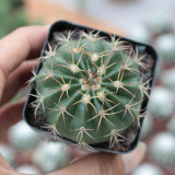 Melocactus amoenus for Sale | Rare Turk's Cap Cactus with Woolly Cephalium, Low-Maintenance Indoor Succulent