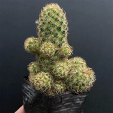 Mammillaria gracilis for Sale – Thimble Cactus, Low Maintenance & Beginner-Friendly Clumping Succulent