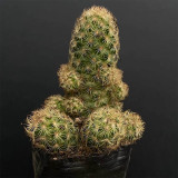 Mammillaria gracilis for Sale – Thimble Cactus, Low Maintenance & Beginner-Friendly Clumping Succulent
