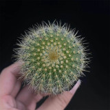 Parodia schumanniana for Sale | Golden Ball Cactus, Compact Globe Shape with Soft Golden Spines