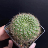 Rebutia minuscula | Compact Blooming Succulent, Low-Maintenance Indoor/Outdoor Fuzzy Golden Spine Cactus
