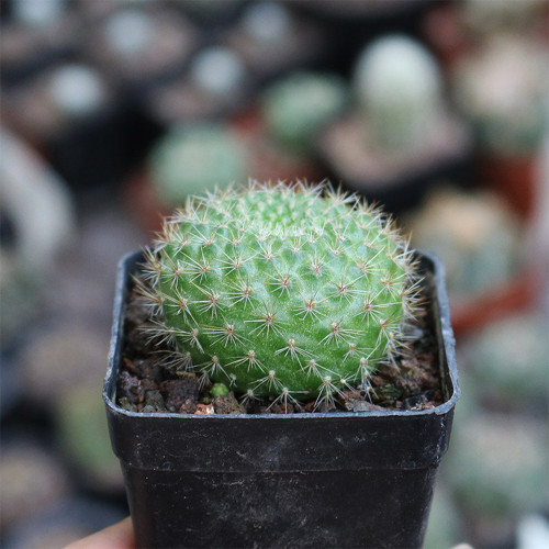 Rebutia minuscula | Compact Blooming Succulent, Low-Maintenance Indoor/Outdoor Fuzzy Golden Spine Cactus