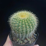 Parodia schumanniana for Sale | Golden Ball Cactus, Compact Globe Shape with Soft Golden Spines
