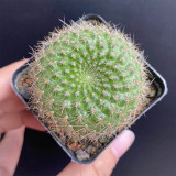 Rebutia minuscula | Compact Blooming Succulent, Low-Maintenance Indoor/Outdoor Fuzzy Golden Spine Cactus