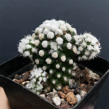 Mammillaria gracilis 'Arizona Snowcap' for Sale | Fluffy White Spines Compact Live Succulent Plant