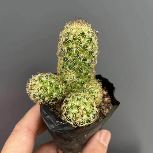 Mammillaria gracilis for Sale – Thimble Cactus, Low Maintenance & Beginner-Friendly Clumping Succulent