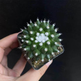 Mammillaria magnimamma 'Toluca' | Velvety Nipple Cactus, Low-Maintenance & Compact Indoor Plant