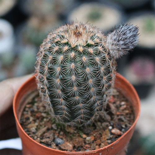 Echinocereus melanocentrus for Sale | Folding Ink Shrimp Cactus, Golden-Spined Columnar Plant with Pink Blooms