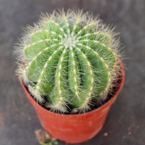 Parodia magnifica - Silver Ball Cactus, Beginner-Friendly Compact Succulent, Low-Maintenance Indoor Plant