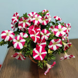Red Star Hybrid Petunia Seeds - Premium Hybrid Variety, Easy to Cultivate, Ideal Choice for Gardeners and Landscapers
