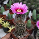 Echinocereus melanocentrus for Sale | Folding Ink Shrimp Cactus, Golden-Spined Columnar Plant with Pink Blooms