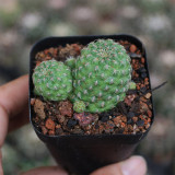 Aylostera 'Karel' Cactus | Sulcorebutia callecallensis, Low Maintenance Succulent for Beginners