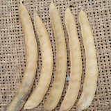 Jack Bean Seeds - High-Protein Legume, Nitrogen-Fixing, Easy-Grow Warm Climate Variety for Sustainable Gardening