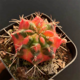 Glowing Peony Cactus for Sale | Rare Variegated Gymnocalycium mihanovichii, Low Maintenance Indoor Plant