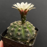 Gymnocalycium quehlianum 'White Spines' Cactus for Sale – Live Rare White Spine Succulent, Pet-Friendly Indoor Plant