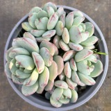 Echeveria Crassula Var 4.0 - Fast-Growing, Color-Changing, Jelly-Leaf Succulent for Beginners & Home Decor