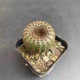 Frailea phaeodisca for Sale | Rare Miniature Hidden Flower Cactus with Soft Spines, Low Maintenance Succulent