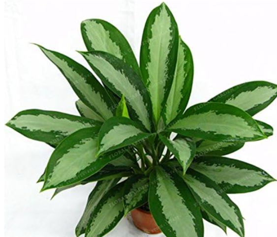 Aglaonema spp Sansevieria Seed Indoor Plants Radiation Protection
