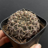 Gymnocalycium quehlianum – Compact Dark Green Cactus, Slow-Growing Beginner-Friendly Succulent for Windowsills & Desktops