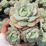 Echeveria Crassula Var 4.0 - Fast-Growing, Color-Changing, Jelly-Leaf Succulent for Beginners & Home Decor