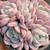 Echeveria Lauii - Frosted Pale Purple-Red Succulent with Thick Leaves, Easy to Care For