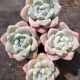 Echeveria Lauii - Frosted Pale Purple-Red Succulent with Thick Leaves, Easy to Care For