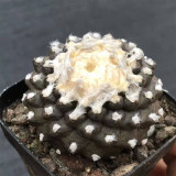 Copiapoa tenuissima f. monstruosa | Rare Fish Scale Cactus, Low-Maintenance Sculptural Succulent for Collectors