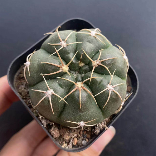 Gymnocalycium denudatum var. paraguayensis | Globular Shape, Low Maintenance Beginner Succulent