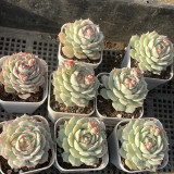 Echeveria derenbergii Captain Hay - A Sun-Loving Succulent with Red Edges, Ideal for Home Garden Decor