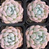 Echeveria Lauii - Frosted Pale Purple-Red Succulent with Thick Leaves, Easy to Care For