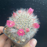 Mammillaria bocasana – Fluffy, White, Fuzzy Succulent Plant | Low-Maintenance, Beginner-Friendly Indoor & Outdoor Cactus