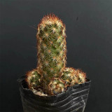 Mammillaria elongata Cactus for Sale | Golden-Spined, Clumping Succulent, Easy Care, Beginner-Friendly