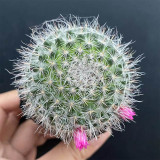 Mammillaria hahniana Cactus for Sale - Old Lady Cactus, Fluffy White Indoor Succulent with Pink Blooms