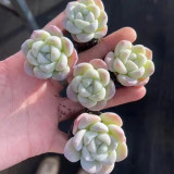 Echeveria 'Ice green' - Plump Leaf Succulent for Desks, Shelves & Home Decor