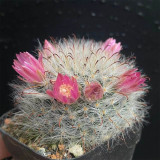 Mammillaria bocasana – Fluffy, White, Fuzzy Succulent Plant | Low-Maintenance, Beginner-Friendly Indoor & Outdoor Cactus
